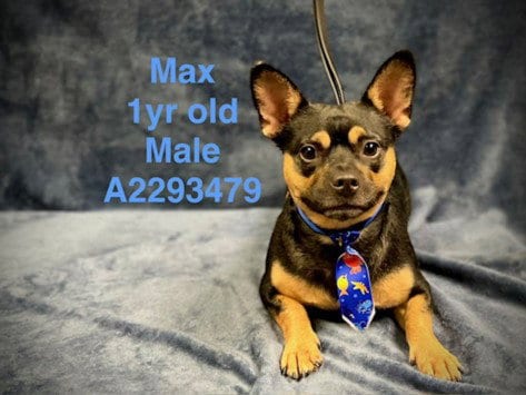Photo of Max, adoptable Miniature Pinscher in Chatsworth, California
