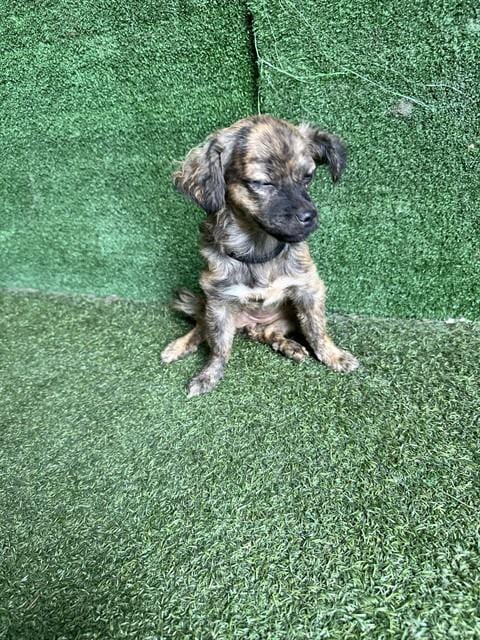 Photo of Martha Ann, adoptable Chihuahua in Lancaster, California