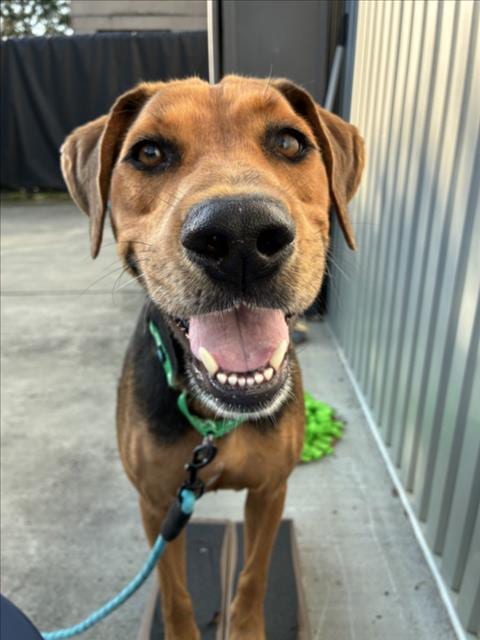 Photo of Mr Bear, adoptable Hound in Chapel Hill, North Carolina