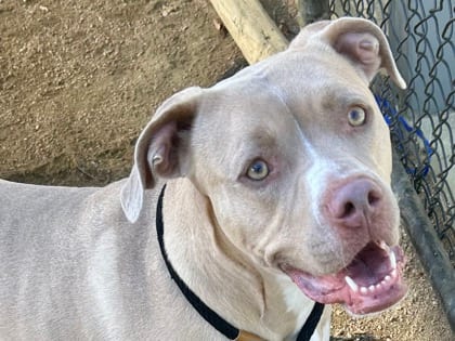 Photo of Aria, adoptable dog in Georgetown, Texas