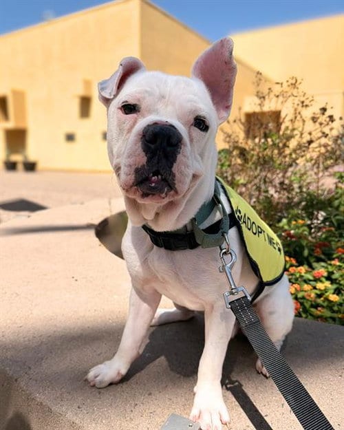 Photo of Charlie, adoptable Bulldog in Chula Vista, California