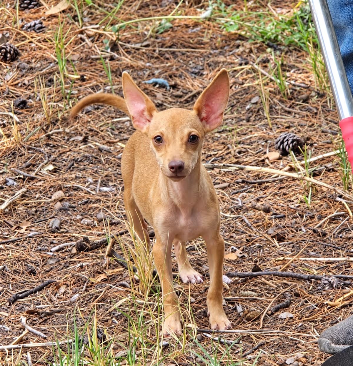 Photo of Freckles, adoptable Chihuahua in Uxbridge, Massachusetts