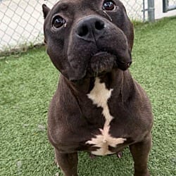 Photo of Spyril, adoptable American Bulldog in Liberty, South Carolina