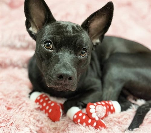 Photo of Jasmine, adoptable Labrador Retriever in Ft Lauderdale, Florida