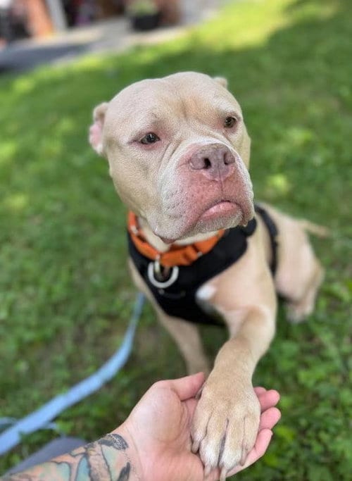 Photo of Harley, adoptable Bulldog in Matawan, New Jersey