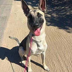 Photo of Seraphina, adoptable Anatolian Shepherd in Ventura, California