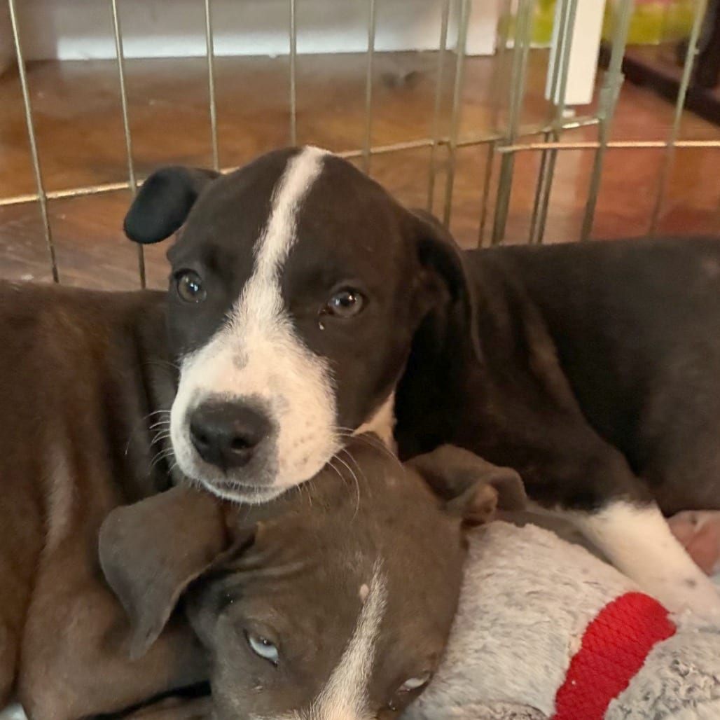 Photo of Sara Quill (Wedgewood Pup), adoptable Mixed Breed (Medium) in St. Louis, Missouri