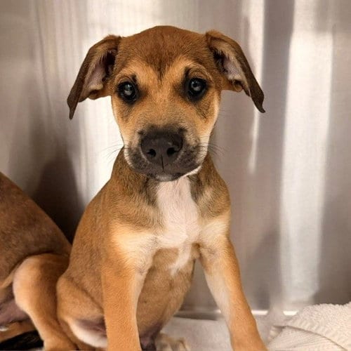 Photo of Uriah, adoptable Unknown breed in Rancho Santa Fe, California