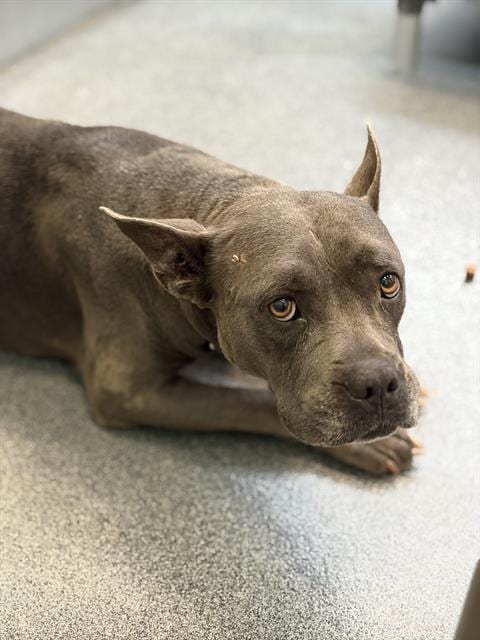Photo of Star, adoptable Mixed Breed and Pit Bull Terrier