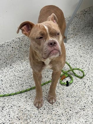 Photo of Zifa, adoptable dog in Atlanta, Georgia