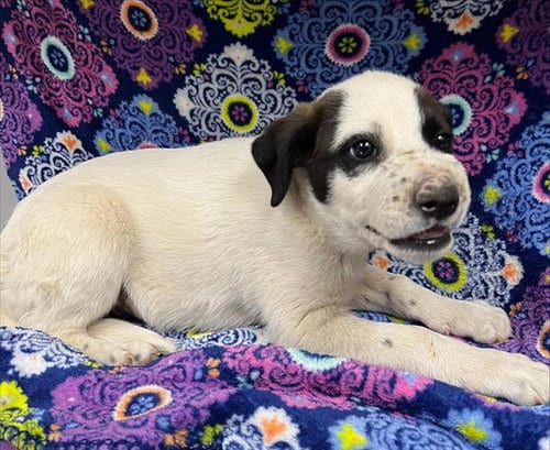 Photo of A128417, adoptable Australian Cattle Dog/Blue Heeler in HESPERIA, California