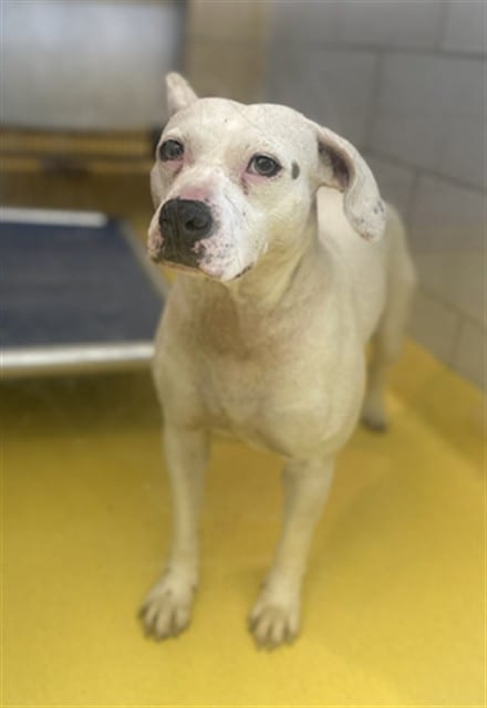 Photo of Lily, adoptable Mixed Breed