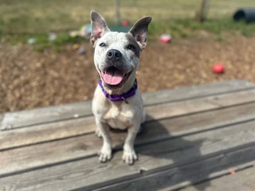 Photo of Eden, adoptable Pit Bull Terrier in McKinleyville, California