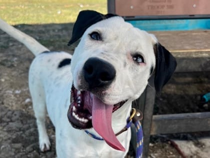 Photo of Happy Feet, adoptable dog in Georgetown, Texas