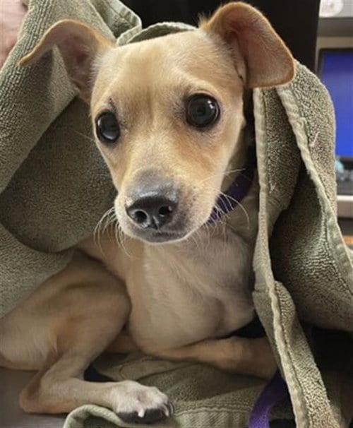 Photo of Stu, adoptable Chihuahua in Redlands, California