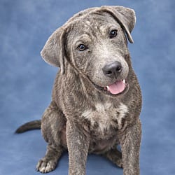 Photo of Petey, adoptable Labrador Retriever in East Hartford, Connecticut