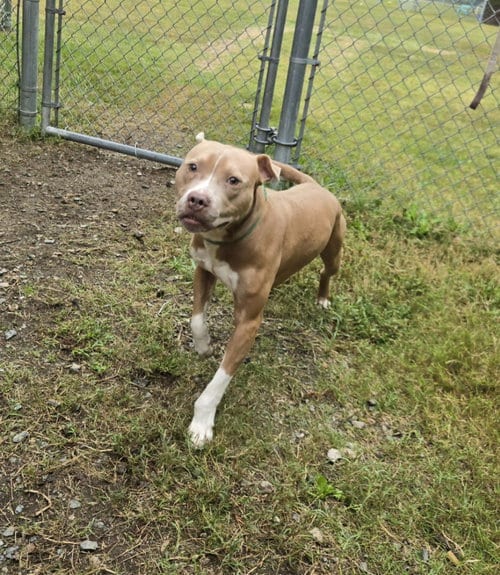 Photo of DQ 67 Pinto, adoptable Pit Bull Terrier in Glen Allen, Virginia