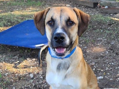 Photo of Otter, adoptable dog in Georgetown, Texas