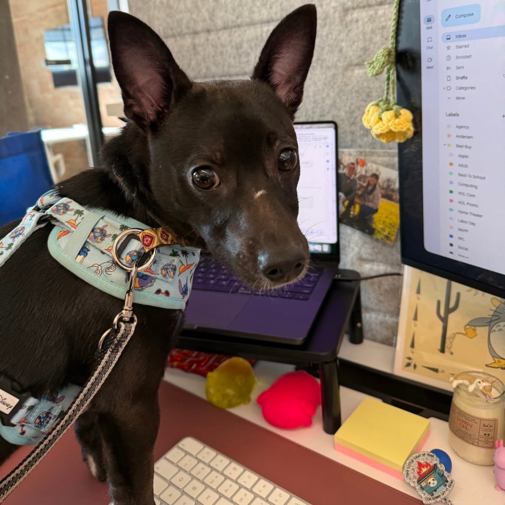 Photo of Willard D71111, adoptable Chihuahua / Terrier in Minnesota, Minnesota