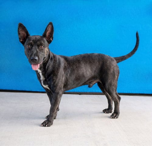 Photo of Val, adoptable Schipperke in Pasadena, California