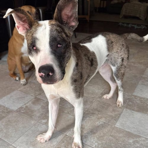 Photo of Gargoyle, adoptable Catahoula Leopard Dog in New Oxford, Pennsylvania