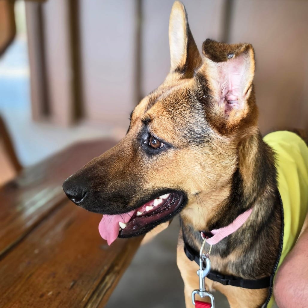 Photo of Daphne, adoptable Shepherd in Spartanburg, South Carolina