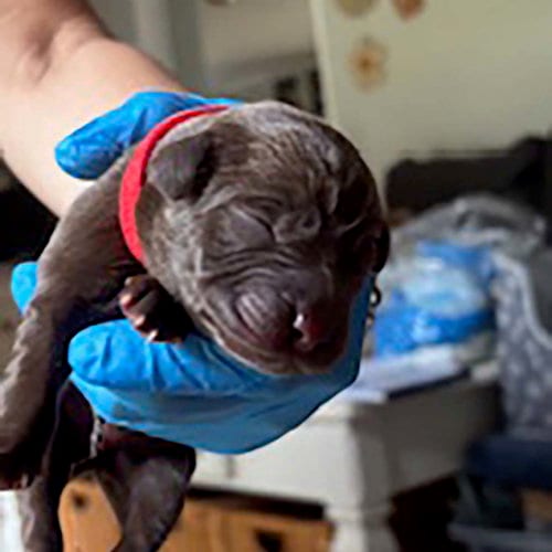 Photo of Princess Pup Eric, adoptable Labrador Retriever in Chantilly, Virginia