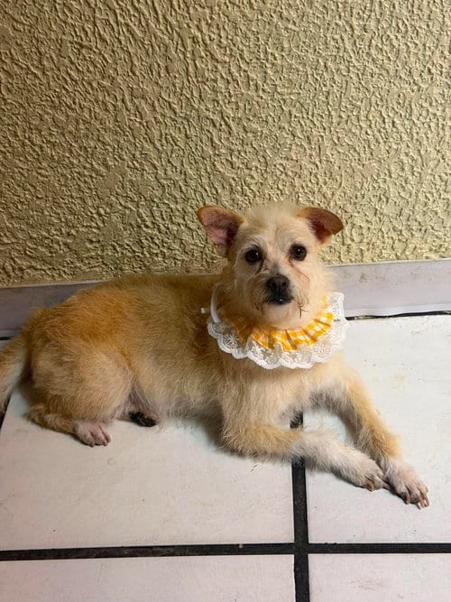 Photo of Jabari N, adoptable Border Terrier in Inglewood, California