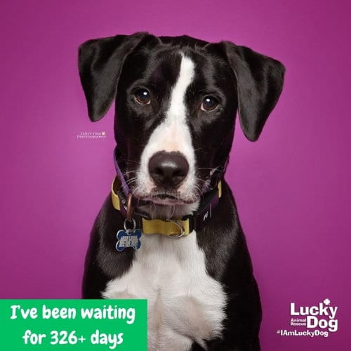 Photo of Lily, adoptable Labrador Retriever in Washington, District of Columbia