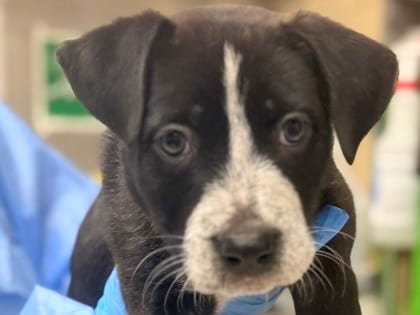 Photo of Arista, adoptable dog in Georgetown, Texas