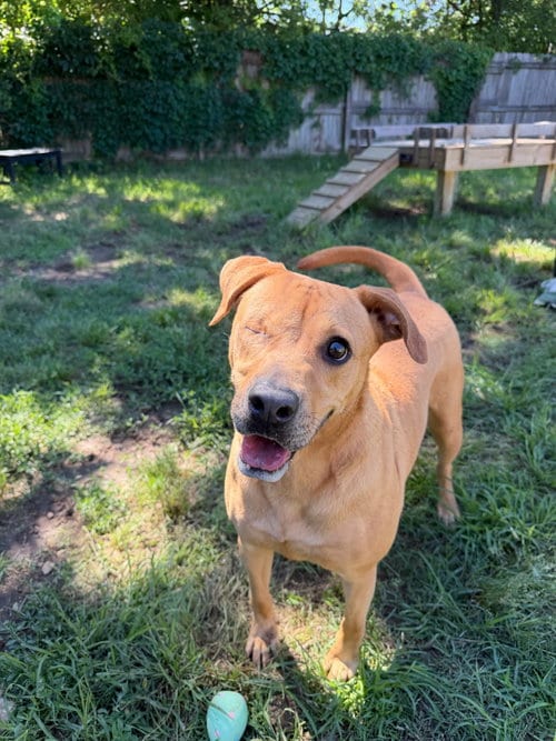 Photo of Kris Sunday, adoptable Yellow Labrador Retriever in Jackson, Mississippi