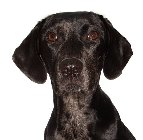 Photo of Jobi, adoptable Black Labrador Retriever in Oakland Park, Florida