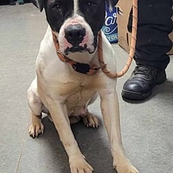 Photo of Irina, adoptable American Pit Bull Terrier in Richmond, Indiana