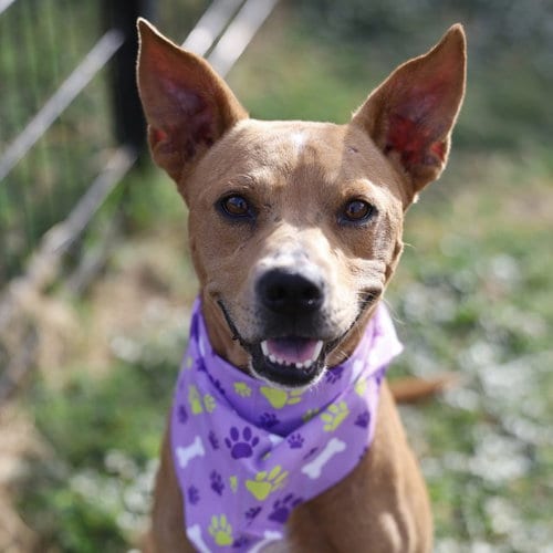 Photo of Ken, adoptable American Staffordshire Terrier in San Antonio, Texas