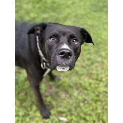 Photo of Coach, adoptable Labrador Retriever in Brooksville, Florida