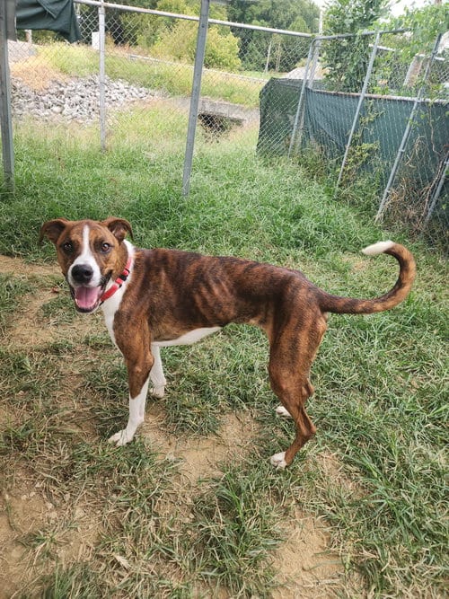 Photo of Mixer, adoptable Boxer in Evansville, Indiana