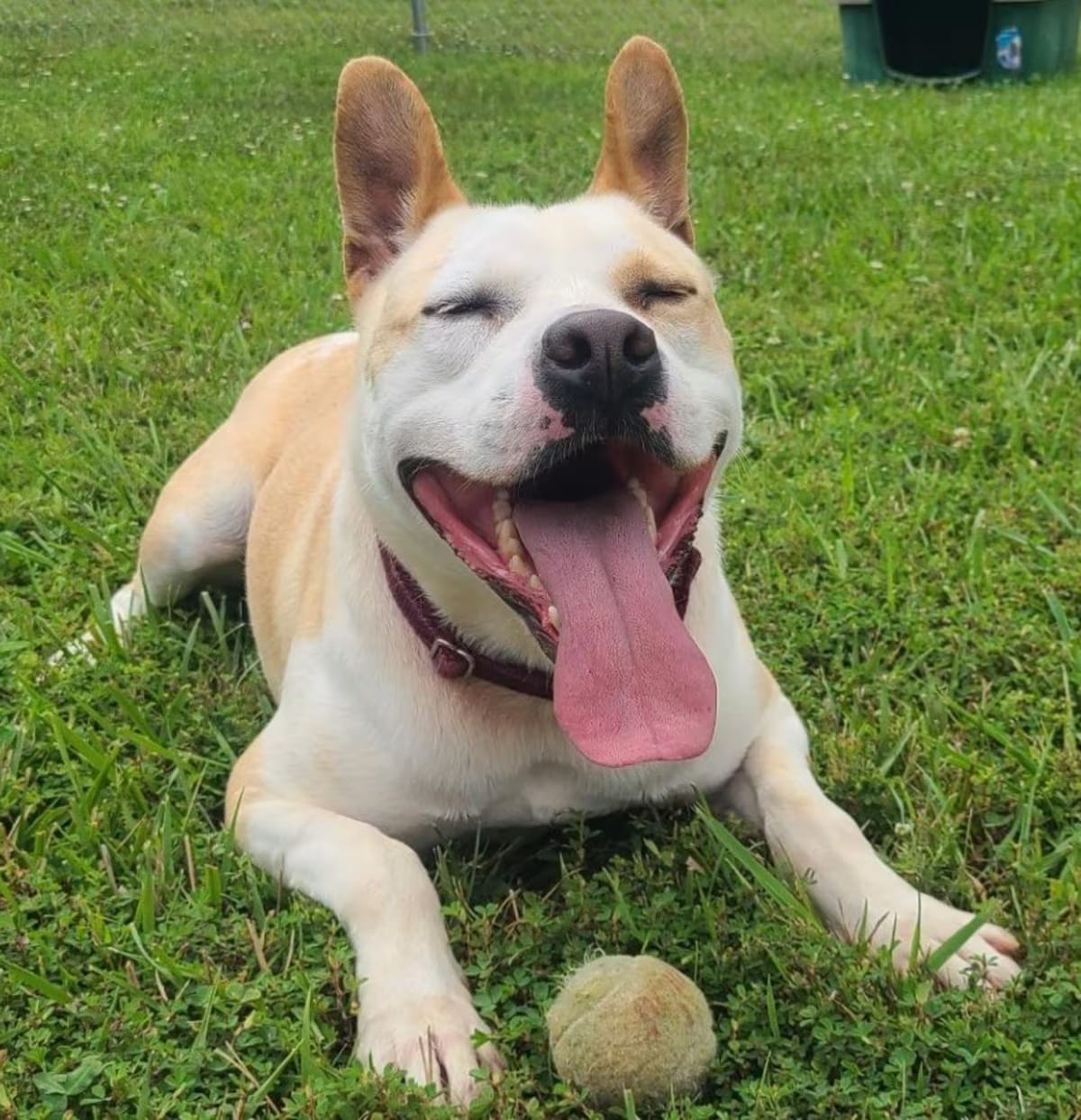 Photo of Ace, adoptable Australian Cattle Dog/American Pit Bull Terrier in Blountville, Tennessee