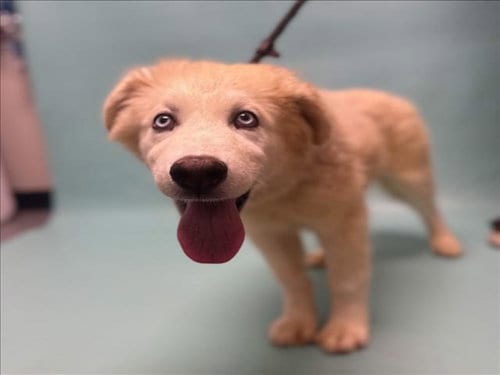 Photo of Uno, adoptable Great Pyrenees in Fort Collins, Colorado