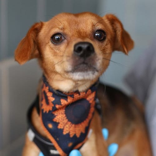 Photo of Tiger, adoptable Chihuahua in San Antonio, Texas