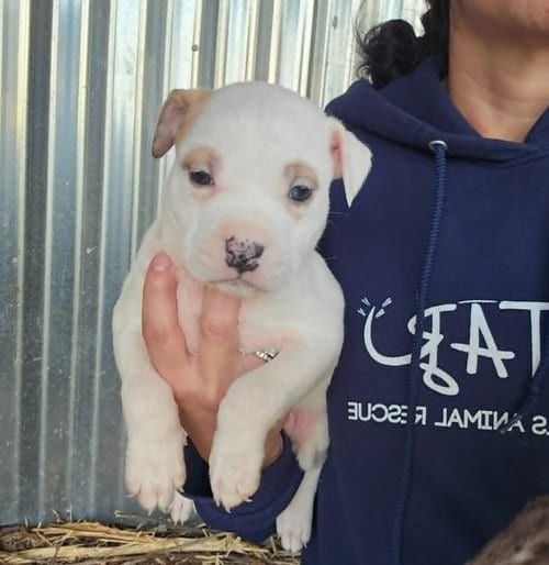 Photo of m11 Mulberry, adoptable American Pit Bull Terrier in Frankenmuth, Michigan