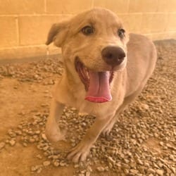 Photo of Grilled Porkchop 0844, adoptable Golden Retriever Mixed Breed (Medium) in Loxahatchee, Florida