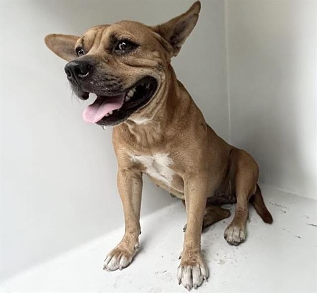 Photo of Senior Pit Bull Terrier and Chihuahua - Smooth Coated, adoptable Pit Bull Terrier and Chihuahua - Smooth Coated in Houston, Texas