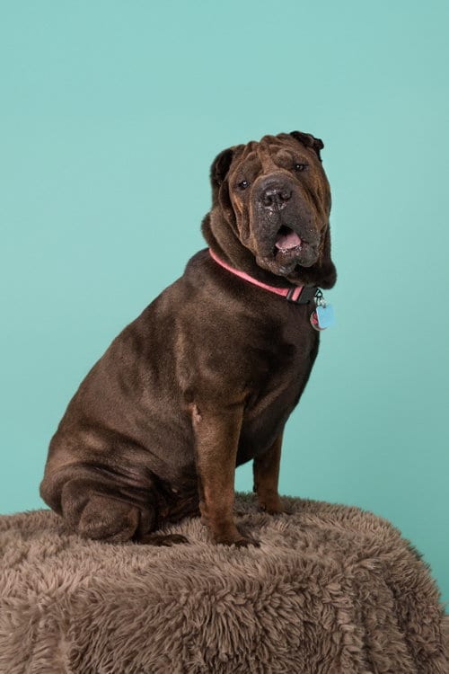 Photo of Rolls, adoptable Chinese Shar-Pei in Tucson, Arizona