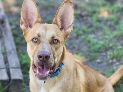 Photo of Costco, adoptable dog in Georgetown, Texas