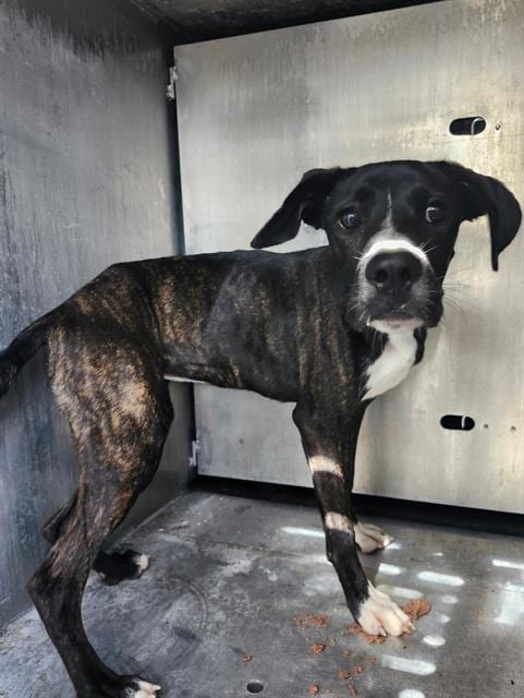 Photo of Asparagus, adoptable American Staffordshire Terrier in San Antonio, Texas