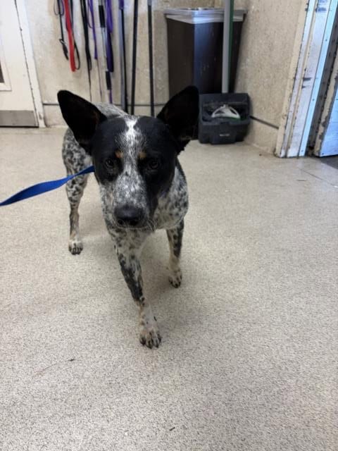 Photo of Pop, adoptable Australian Shepherd in Riverside, California