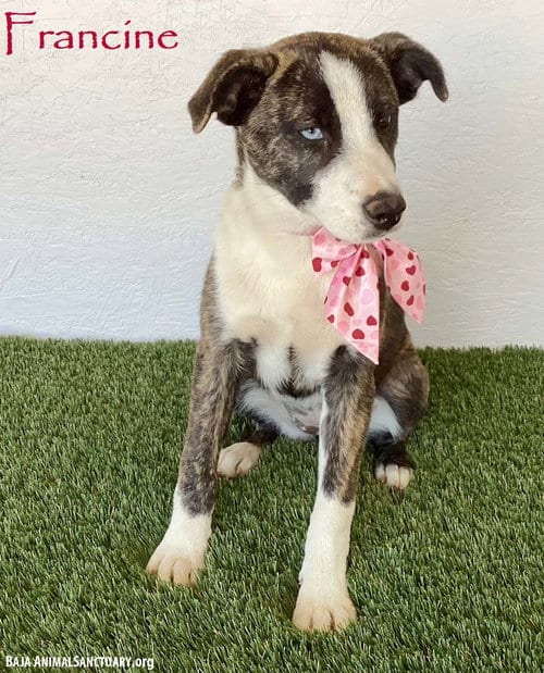 Photo of Francine, adoptable Australian Cattle Dog/Blue Heeler in San Diego, California