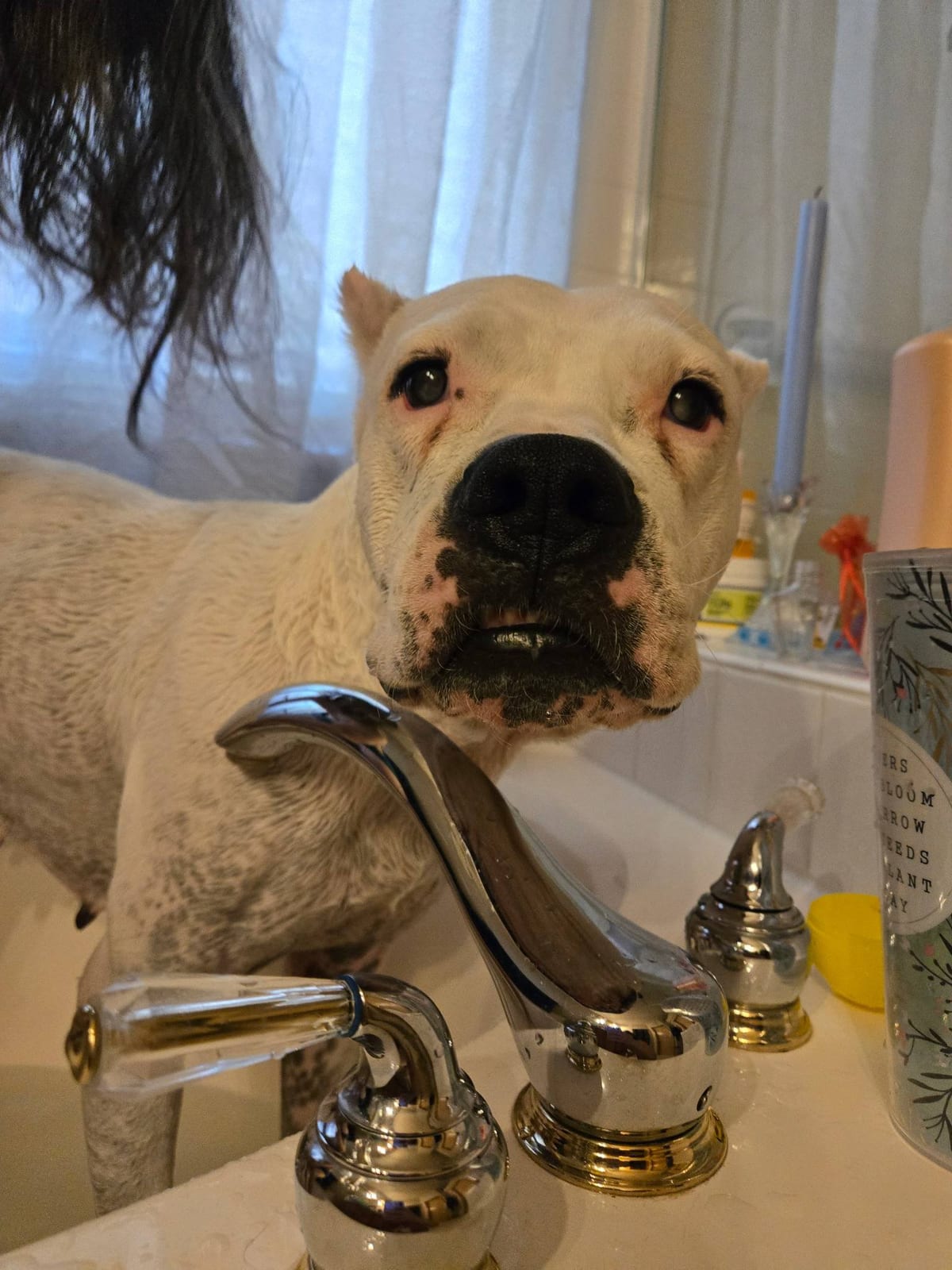 Photo of Misha, adoptable Dogo Argentino in Colorado Springs, Colorado