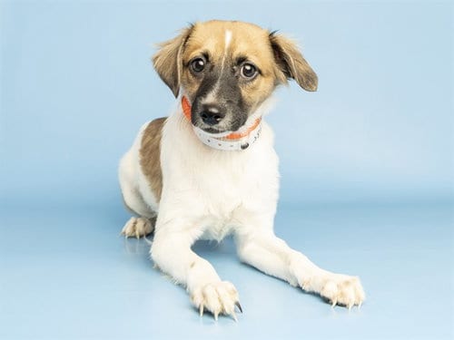 Photo of Cow Boy, adoptable Chihuahua in Phoenix, Arizona