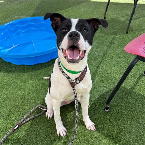 Photo of Quincy, adoptable American Pit Bull Terrier in Phoenix, Arizona